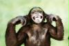 monkey monkey